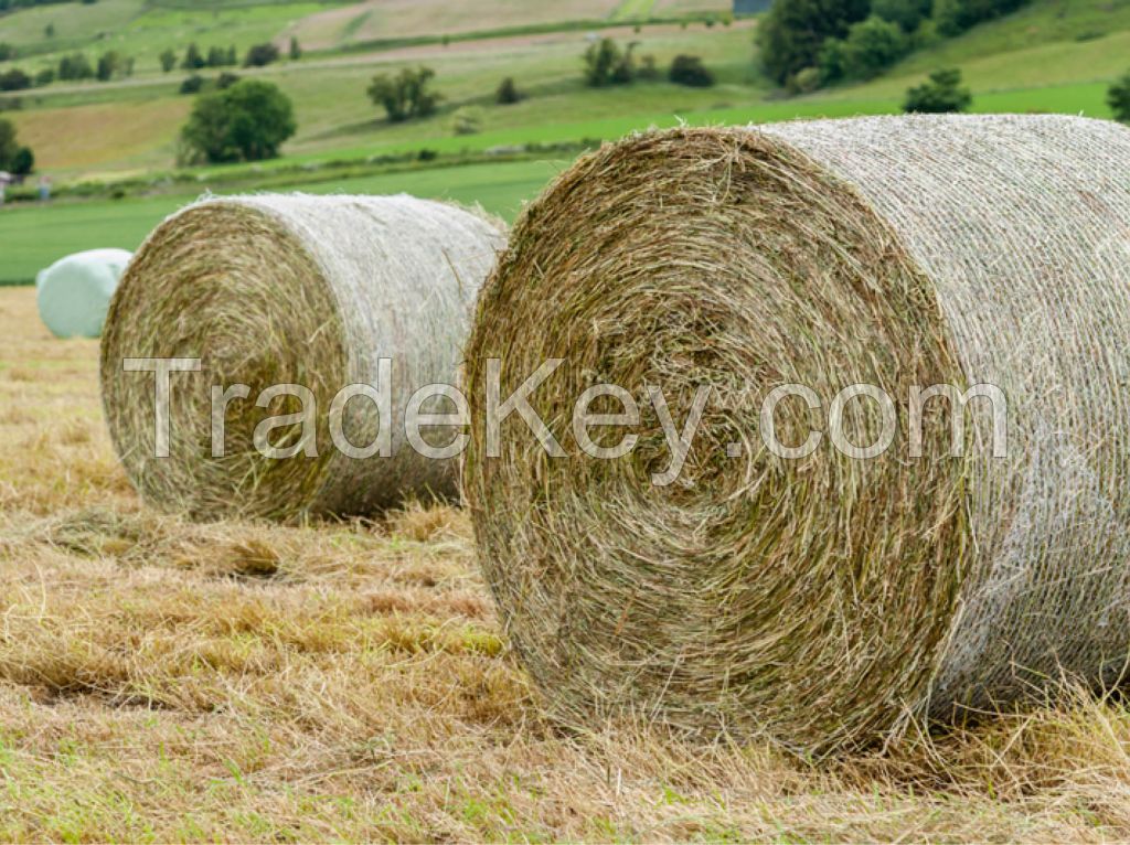 Alfalfa Hay, Rhodes Grass, Oats Hay Ready / Oats Hay Animal Feed for Sale