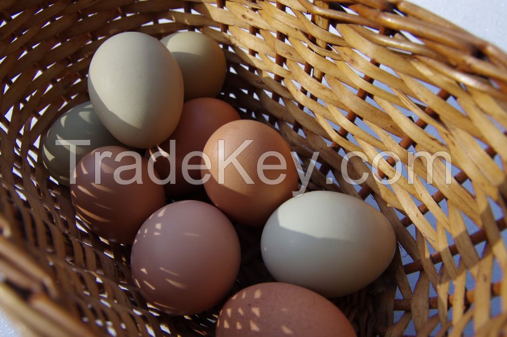 Good quality White & Brown Fresh Chicken Table Eggs