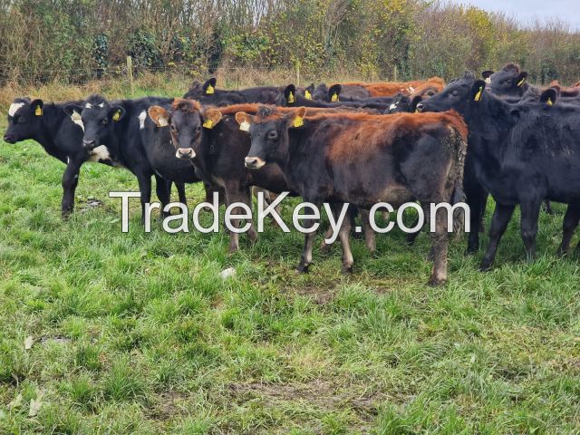 Crossbred; Jersey; British Friesian, Crossbred; Non Pedigree