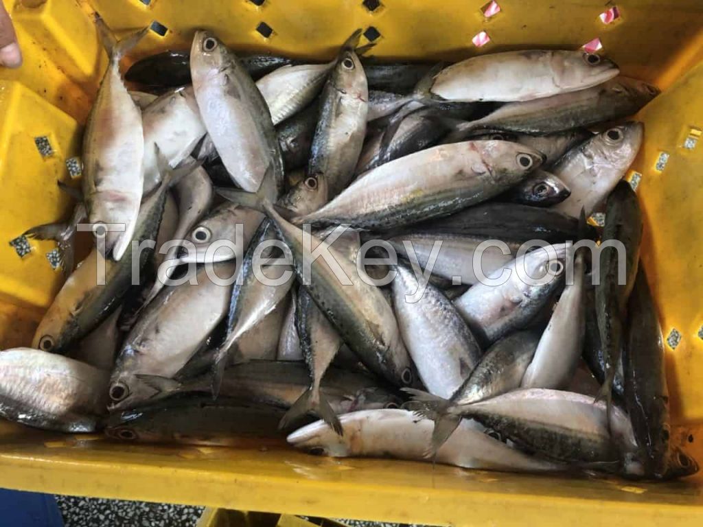 Fresh and Salt-Preserved Spanish Mackerel Whole Frozen Pacific Mackerel 