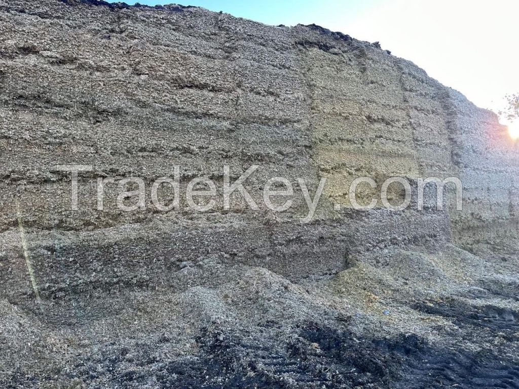 Maize silage 