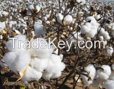 Cotton Bales - 100% Organic Cotton, Ivory White, A Grade, Cotton Bales - 100% Organic Cotton, Raw Cotton, Cotton,Bale of Raw Cotton - High Quality