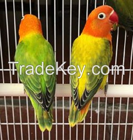 Yorkshire Canary Birds,Lovebirds- Finches 