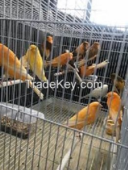 Lady Gouldian Finches Birds