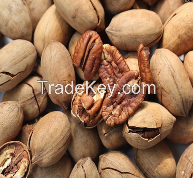 GOOD QUALITY Pecans Halves Wholesale/ Organic Pecan Nuts