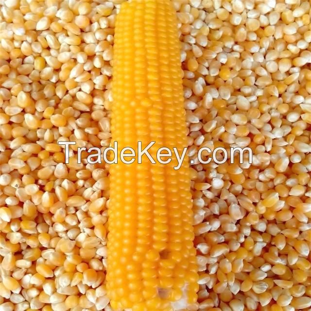 Maize cattle feed- yellow corn grain for animal feed