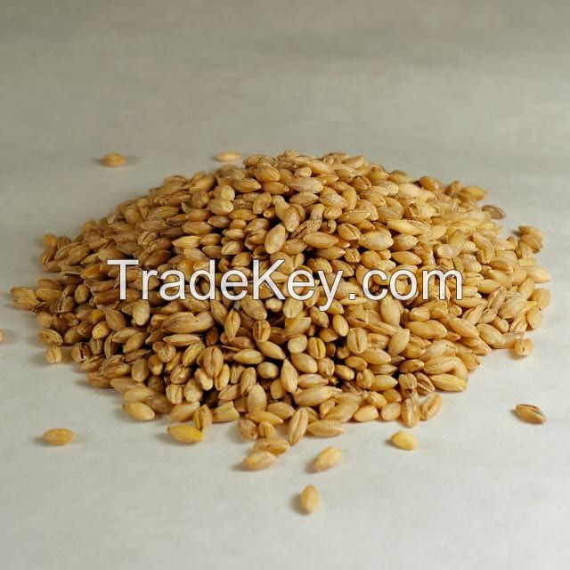 Barley Grains / Malt /Human Consumption / Animal Feed