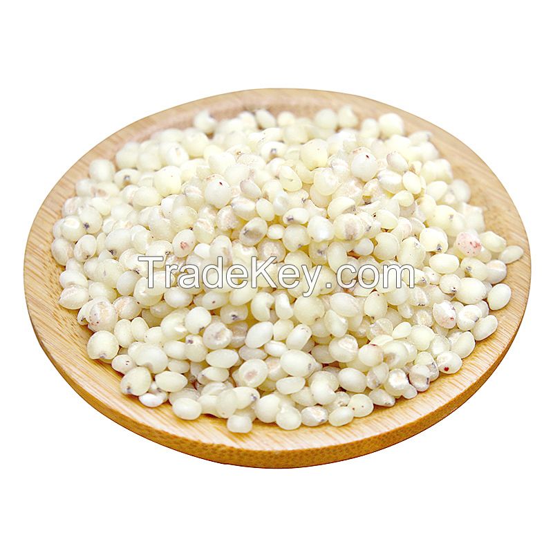 WHITE SORGHUM Red Sorghum Sorghum Grains