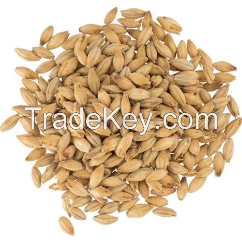 Premium High Quality Barley Grain