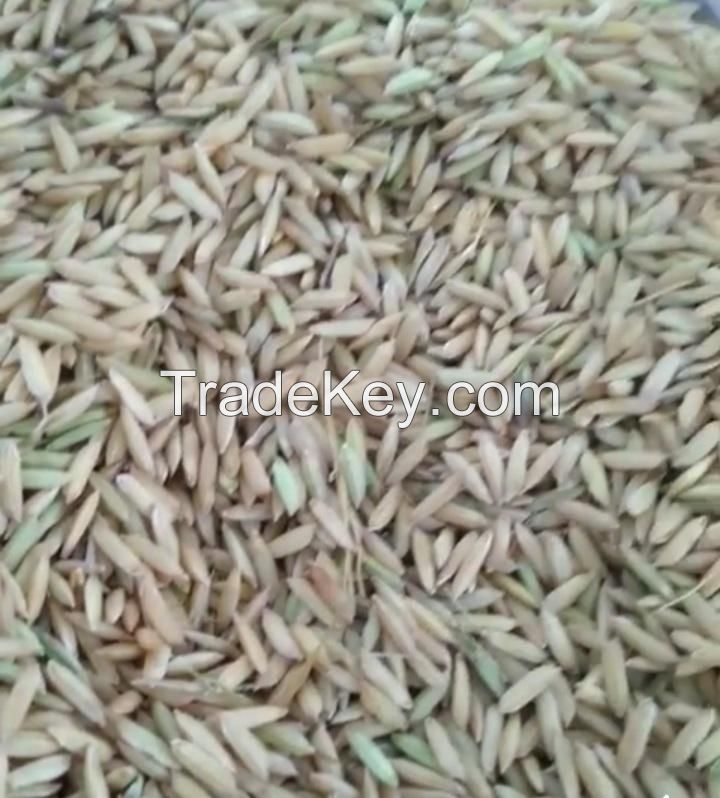 dry unhulled rice