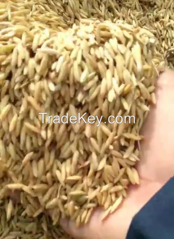 dry unhulled rice
