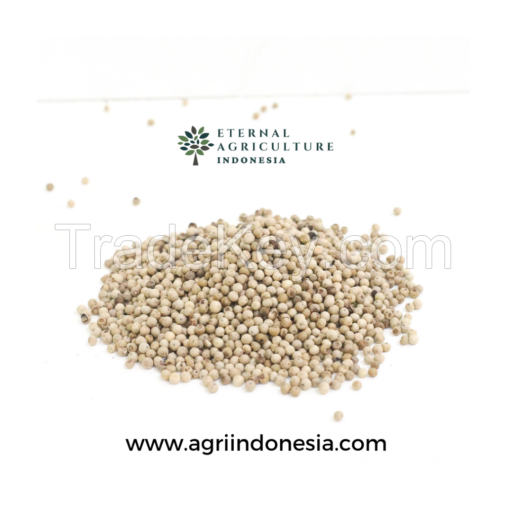 White Pepper Indonesia