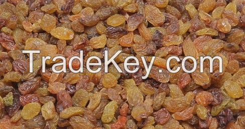 Malayar Raisins