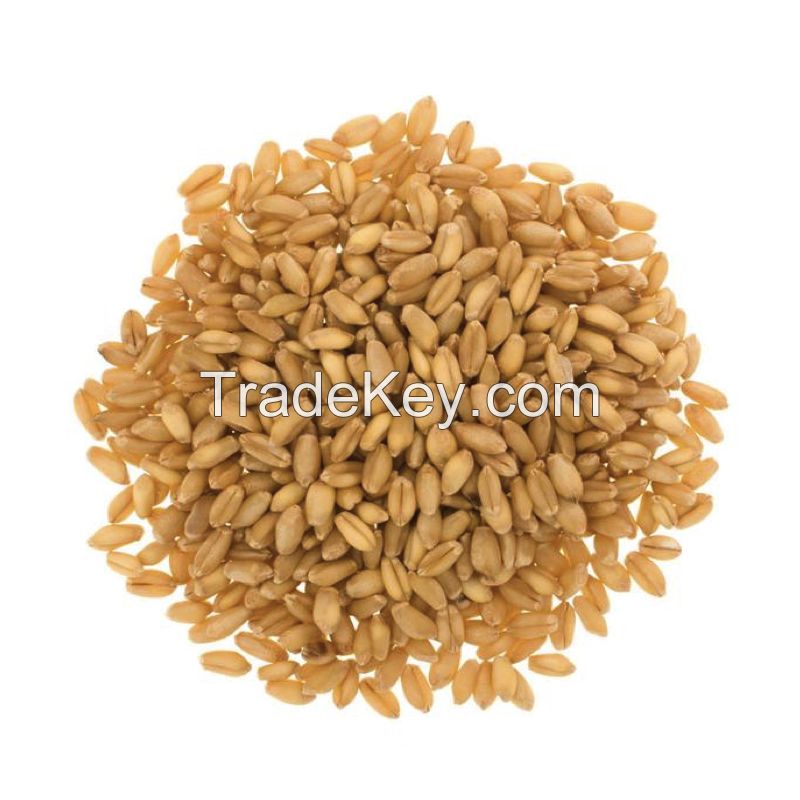 Whole Wheat Grain