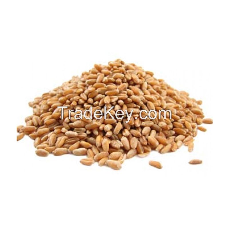 Whole Wheat Grain