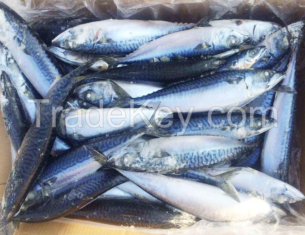 Wholesale Supply of Frozen Pacific Mackerel Fish