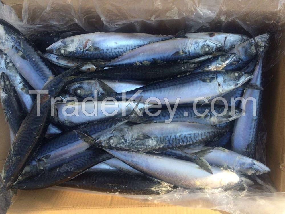 Wholesale Supply of Frozen Pacific Mackerel Fish