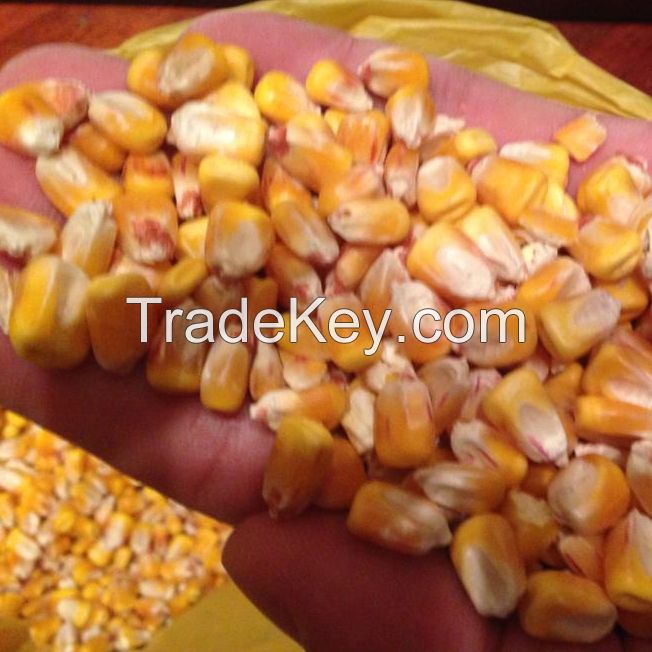 Yellow and White Maize/Corn Supply