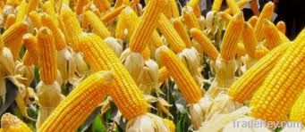 Yellow Corn