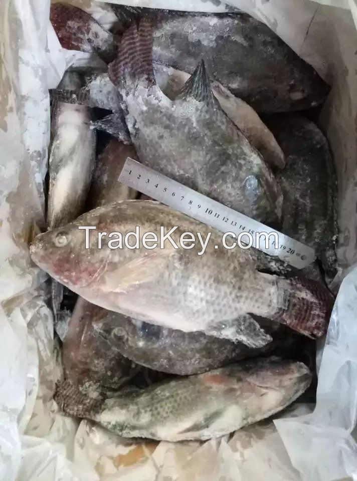 Fresh Frozen Black Tilapia and Mackerel Fish for sale