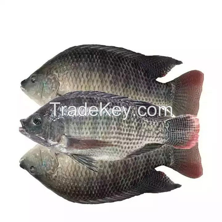 Fresh Black Tilapia and Mackerel Fish for sale