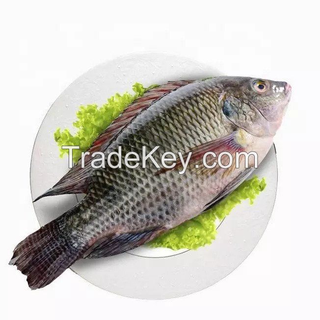 Fresh Black Tilapia and Mackerel Fish for sale