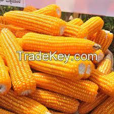 Cattle Feed Yellow Maize / Corn Animal Feed