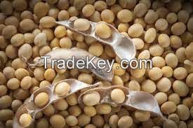 Soy bean 