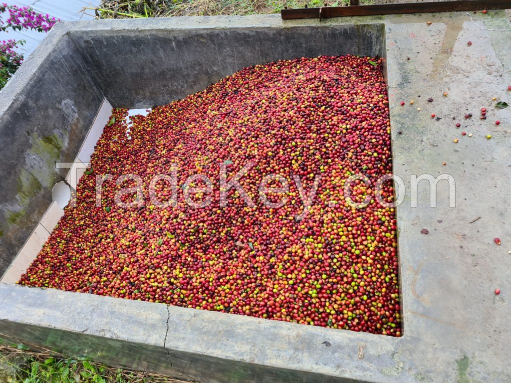 Coffee Arabica-Green Coffee Beans