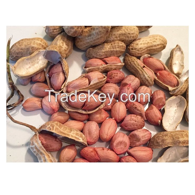 Raw Peanut in Shell Peanuts with Peanut Price and Roasted peanuts Blanched Whole Sale 100% Organic Arachis Peanut ,Dried Kernel