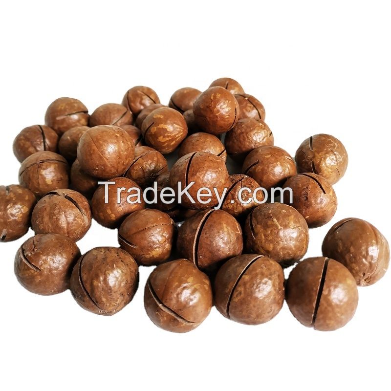 Raw Healthy Food 5kg Bag Dried Roasted Macadamia Da Lat Kernels Macadamia Nut From Lam Dong Vietnam Factory for Export
