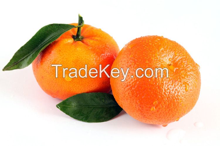 Wholesale Price for China's Sweet Mandarin Tangerine Fresh Seasonal Citrus Fruit Papagan Premium Quality Oranges