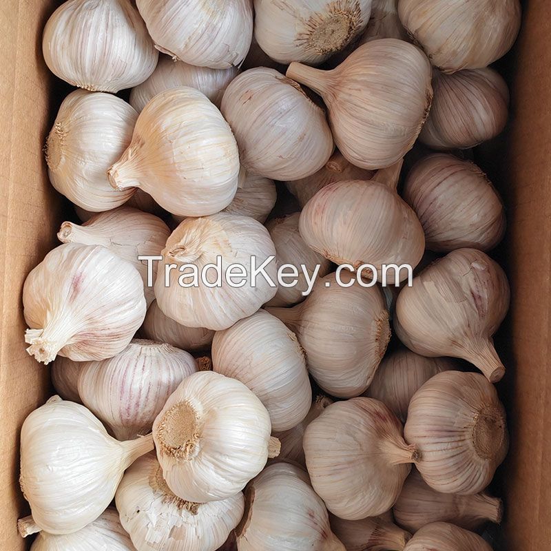 New Crops Fresh Garlic White Garlic and GARLIC POWDER