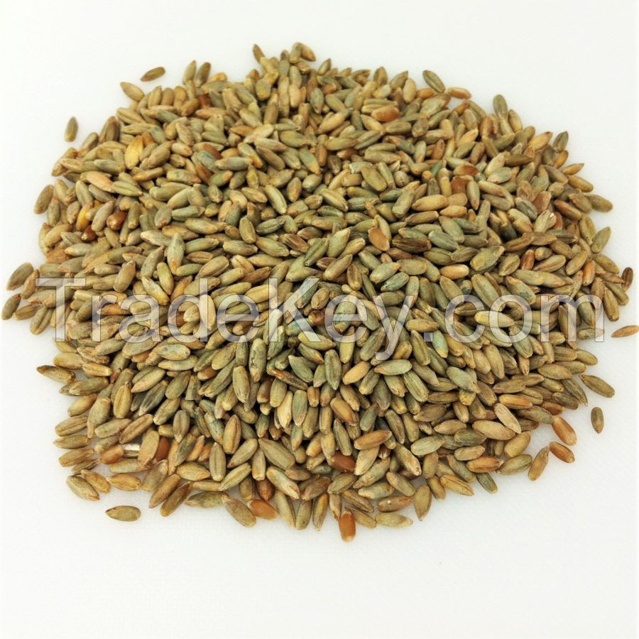 Organic Rye Grains /Organics Certified Organic Rye Berries |5lbs Whole Rye Grains |Great for Breads Wholesale Organic