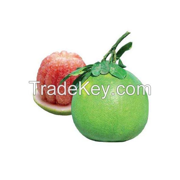 Fresh Citrus Fruit Nam Roi Pomelo Grapefruit With From Vietnam
