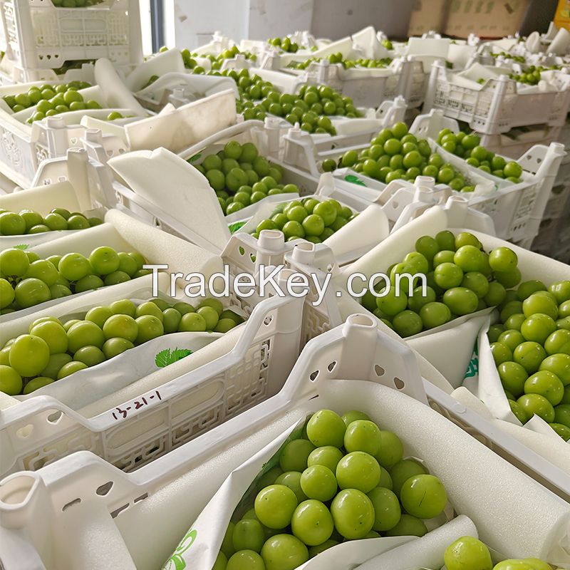 Best Quality New Fresh Green Grapes Crimson Seedless Fresh Fruit Grape for Export.