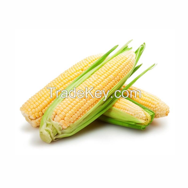 High Quality Yellow Maize Corn Animal Feed for Livestock and Poultry Wholesale Supplier and Exporter