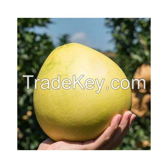 Fresh Citrus Fruit Nam Roi Pomelo Grapefruit With From Vietnam