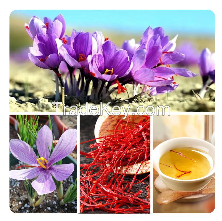 Natural Red Gold Single Spice Saffron Exotic Food Seasoning Saffron for Sale at Low Prices