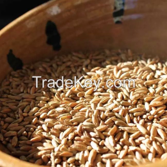 Organic Rye Grains /Organics Certified Organic Rye Berries |5lbs Whole Rye Grains |Great for Breads Wholesale Organic