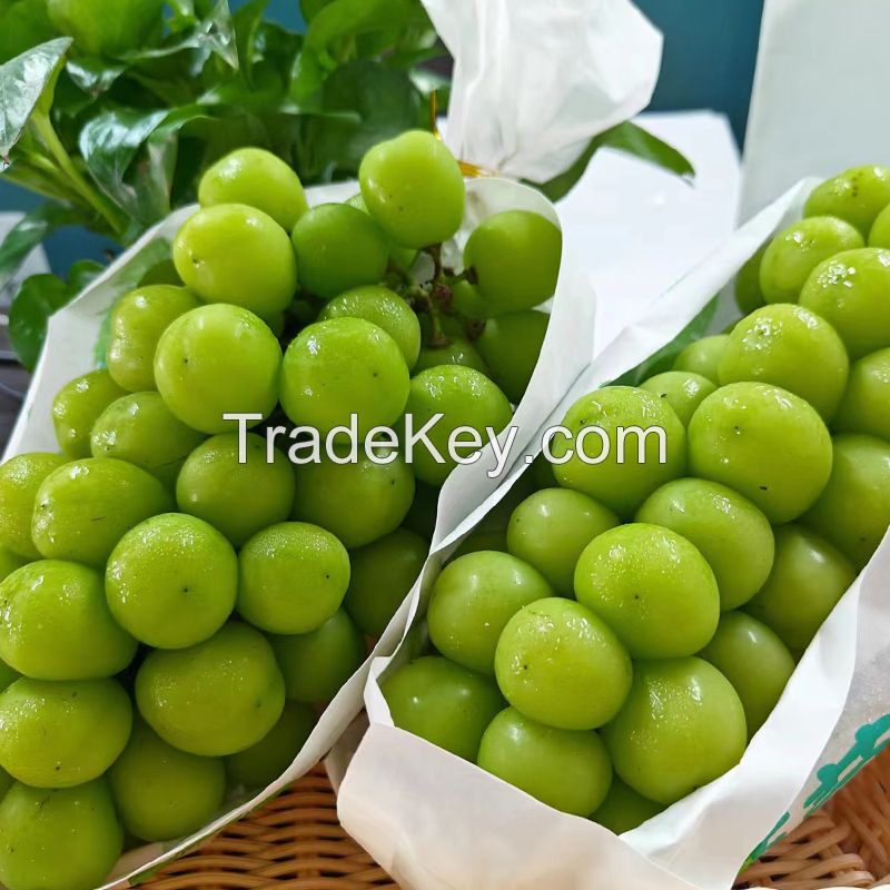 Best Quality New Fresh Green Grapes Crimson Seedless Fresh Fruit Grape for Export.