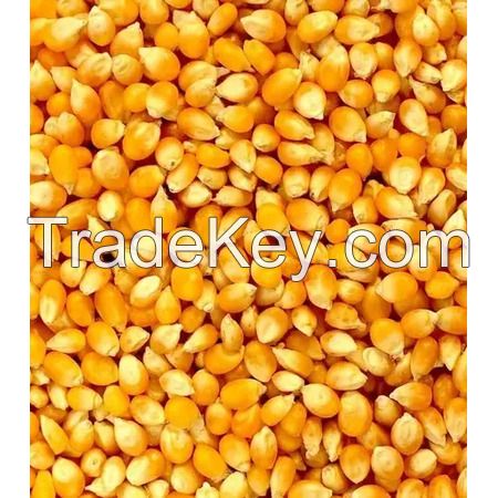 High Quality Yellow Maize Corn Animal Feed for Livestock and Poultry Wholesale Supplier and Exporter