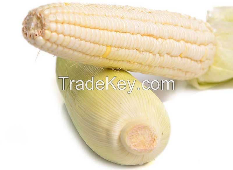 Discount Sale Dried Corn Starch Maize Corn Starch-Modified Flour Made From Wheat Durum Wheat Rice Packaged in Bag