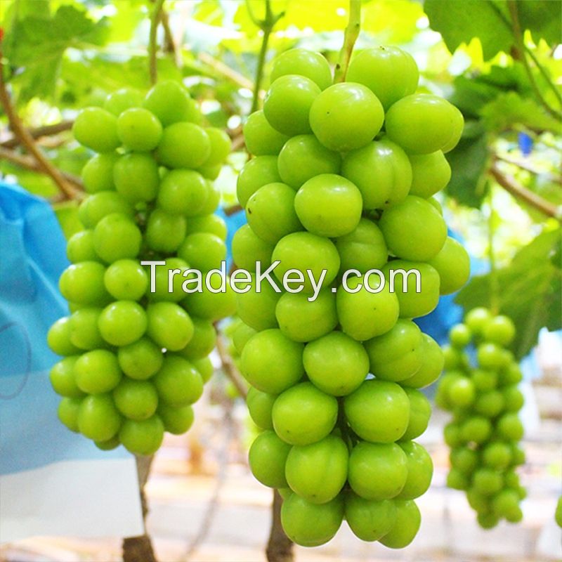 Best Quality New Fresh Green Grapes Crimson Seedless Fresh Fruit Grape for Export.