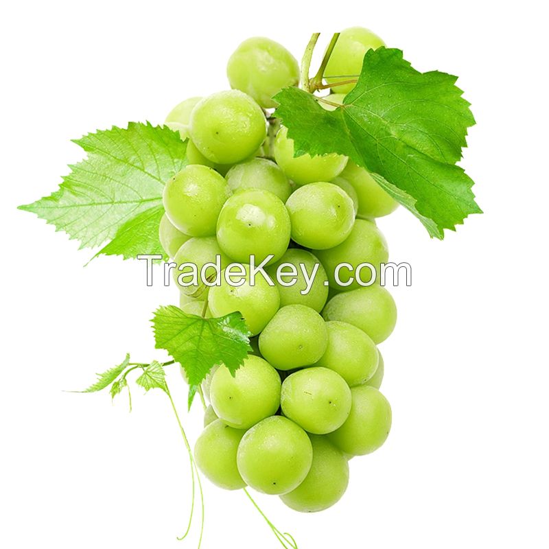 Best Quality New Fresh Green Grapes Crimson Seedless Fresh Fruit Grape for Export.