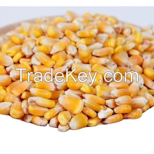 High Quality Yellow Maize Corn Animal Feed for Livestock and Poultry Wholesale Supplier and Exporter