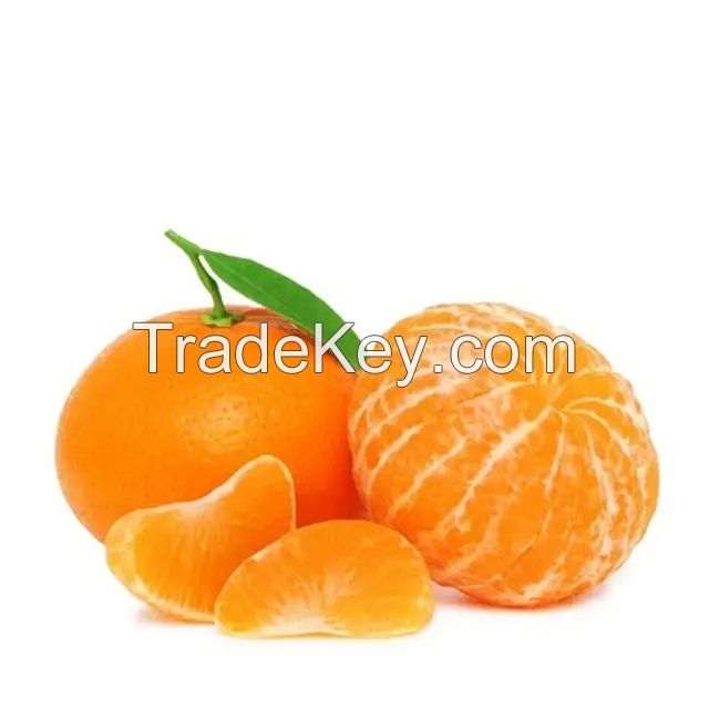 Valencia Oranges / Fresh Orange - Wholesale for Orange Fruit with High Quality Cheap Price Global Best
