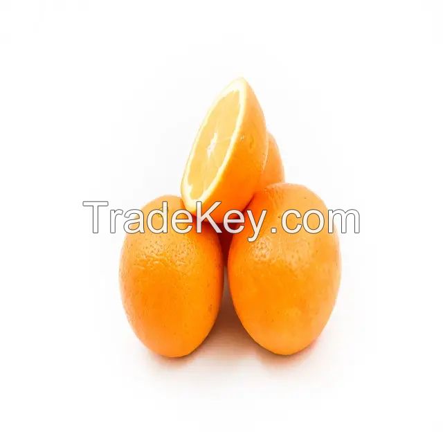 Valencia Oranges / Fresh Orange - Wholesale for Orange Fruit with High Quality Cheap Price Global Best