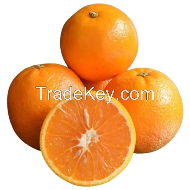 Valencia Oranges / Fresh Orange - Wholesale for Orange Fruit with High Quality Cheap Price Global Best
