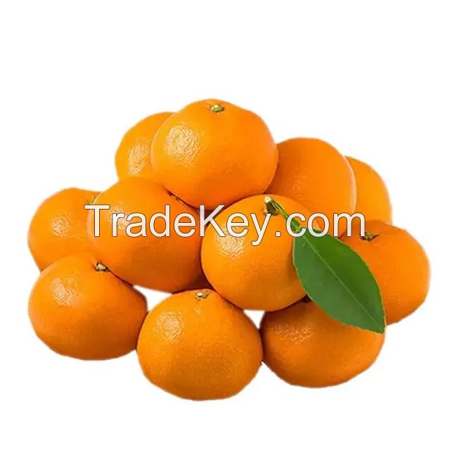 Valencia Oranges / Fresh Orange - Wholesale for Orange Fruit with High Quality Cheap Price Global Best